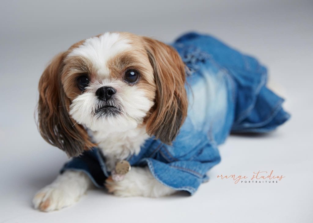 pet dog shih tzu photography in singapore studio