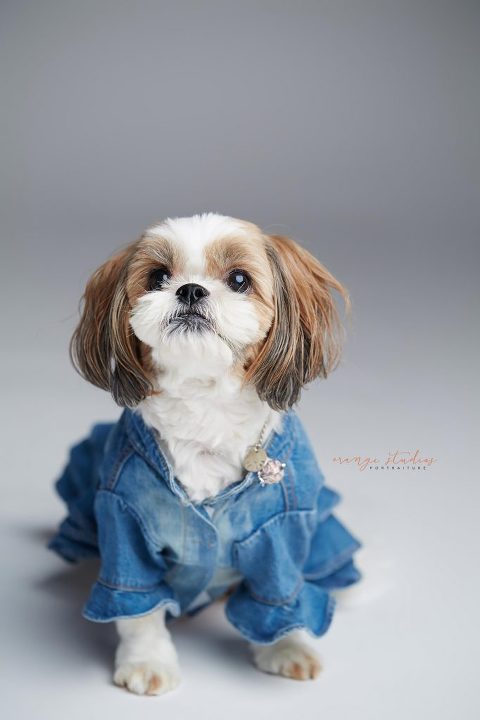 pet dog shih tzu photography in singapore studio