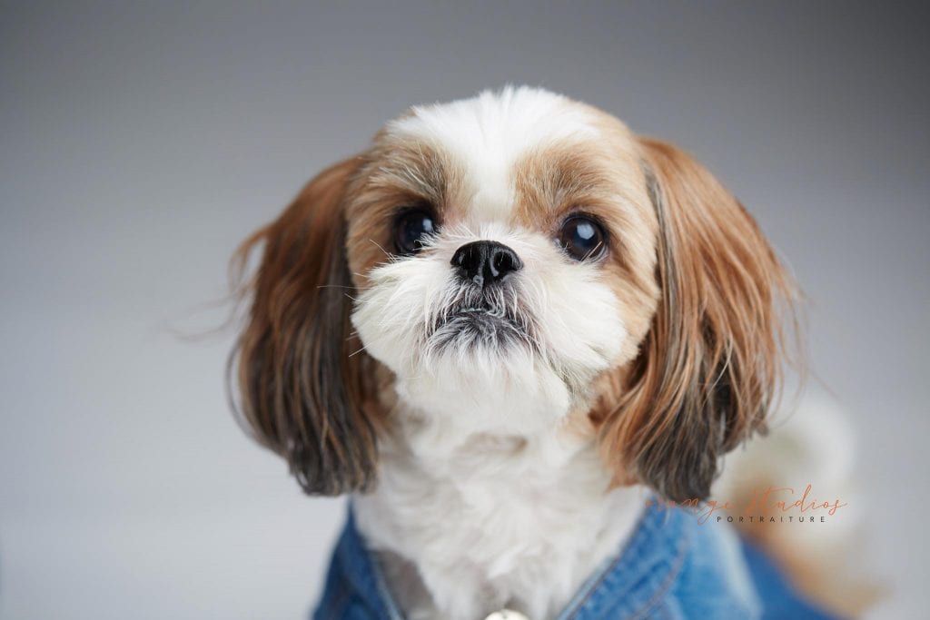 pet dog shih tzu photography in singapore studio