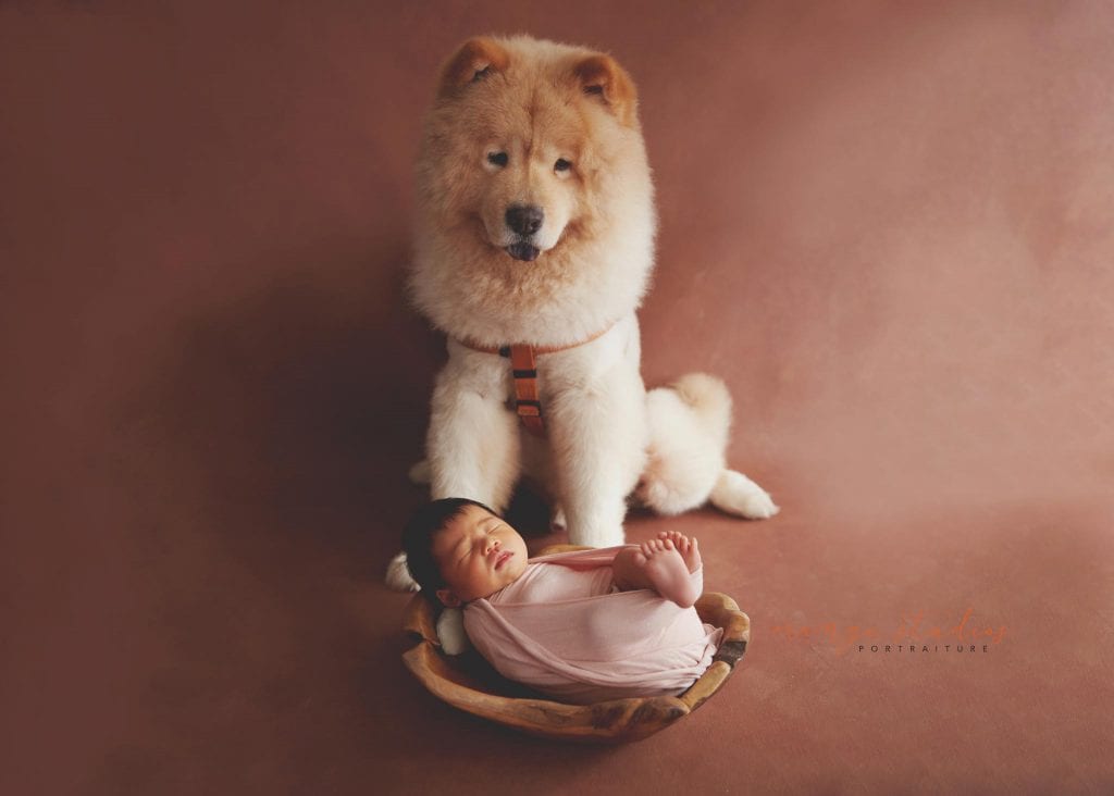 9 days old baby girl newborn portraits with pet dog in singapore studio