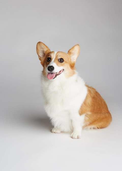 pet dog corgi portraits in singapore studio