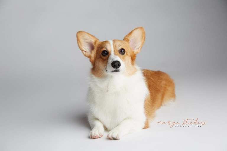 pet dog corgi portraits in singapore studio