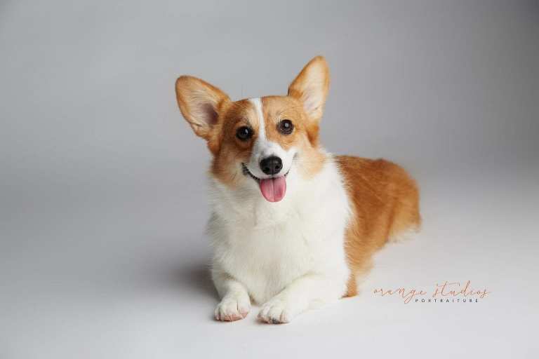 pet dog corgi portraits in singapore studio
