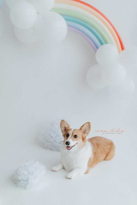 pet dog corgi rainbow hot air balloon theme portraits in singapore natural light studio